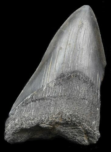 Partial Megalodon Tooth - Georgia #45083